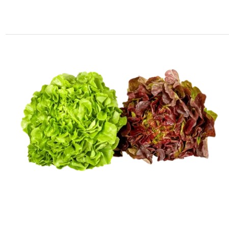 Schweizer Bio Eichblattsalat